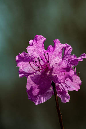Rhododendron blooming in springの写真素材