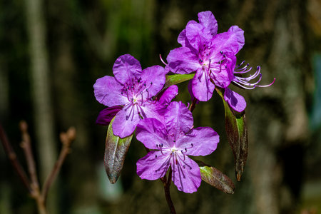 Rhododendron blooming in springの写真素材