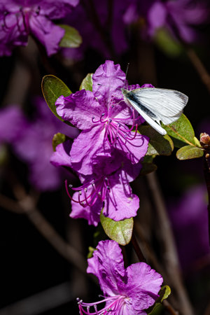 Rhododendron blooming in springの写真素材