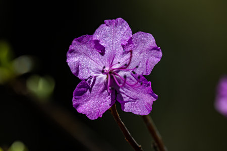 Rhododendron blooming in springの写真素材