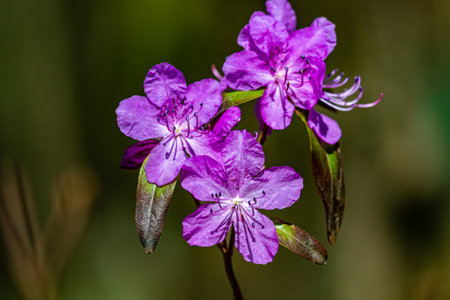 Rhododendron blooming in springの写真素材