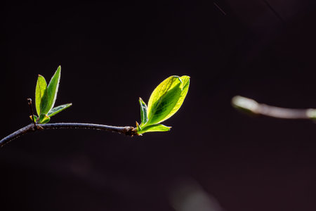 Spring green leavesの写真素材