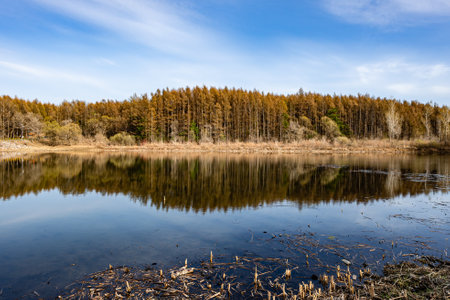 Spring scenery of Jingyuetan National Forest Park in Changchun, Chinaの写真素材