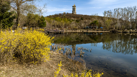 Forsythia flowers bloom in Jingyuetan National Forest Park in Changchun, China in springの写真素材