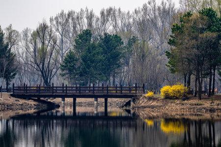Forsythia flowers bloom in Jingyuetan National Forest Park in Changchun, China in springの写真素材