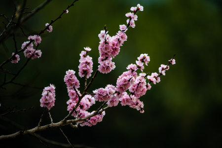 Apricot blossoms blooming in early springの写真素材
