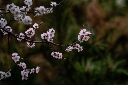 Apricot blossoms blooming in early springの写真素材