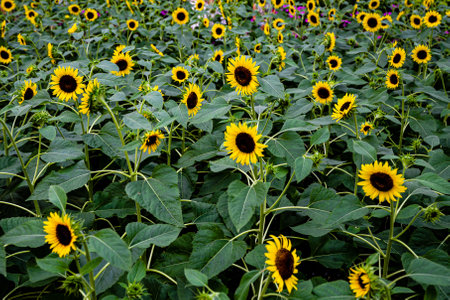 Blooming sunflowerの写真素材