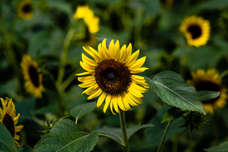 Blooming sunflowerの写真素材