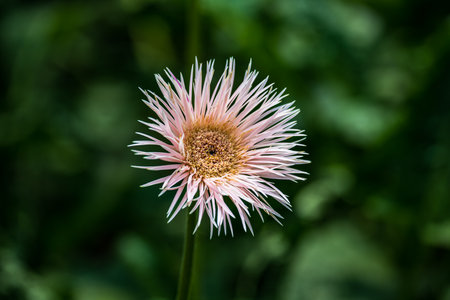 Blooming gerberaの写真素材