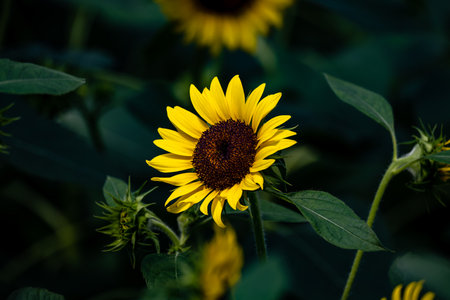 Blooming sunflowerの写真素材