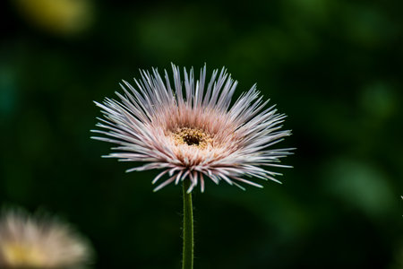 Blooming gerberaの写真素材