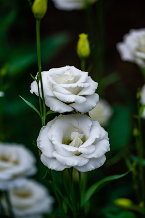 Blooming Eustoma grandiflorumの写真素材