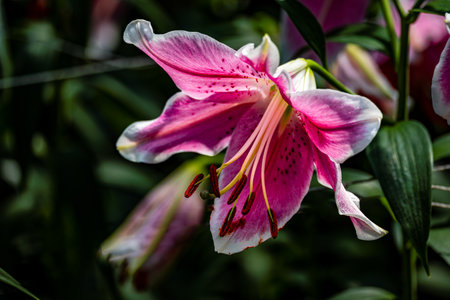 Blooming liliesの写真素材