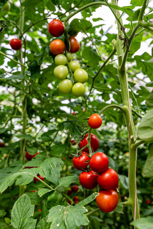 Growing tomatoesの写真素材