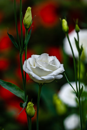 Blooming Eustoma grandiflorumの写真素材