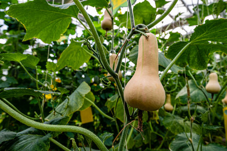 Growing Cream pumpkinの写真素材
