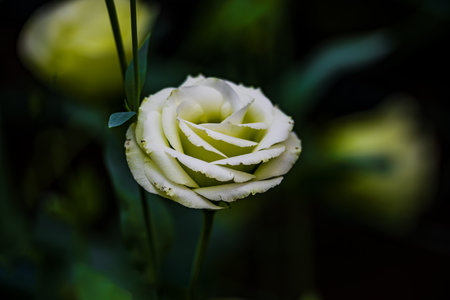 Blooming Eustoma grandiflorumの写真素材