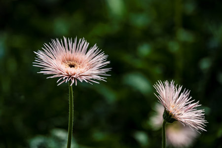 Blooming gerberaの写真素材