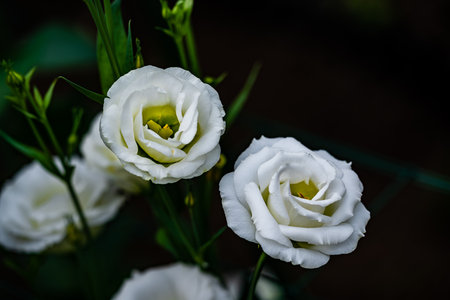 Blooming Eustoma grandiflorum