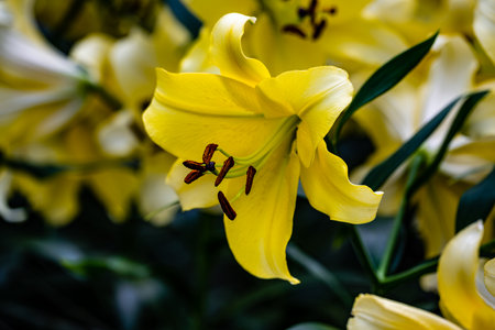 Blooming liliesの写真素材
