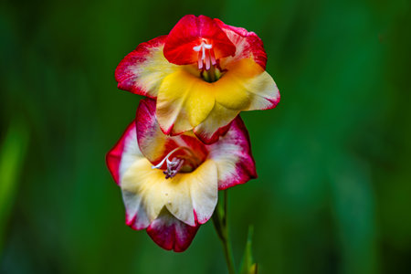 Blooming Mini Gladiolusの写真素材