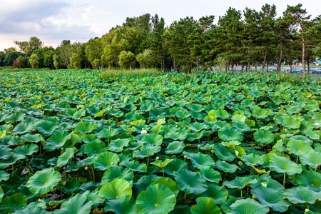 The scenery of China's Changchun Jingyuetan National Forest Park with blooming lotusの写真素材