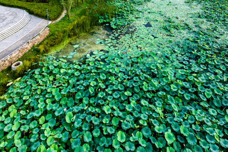The scenery of China's Changchun Jingyuetan National Forest Park with blooming lotusの写真素材