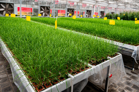 Garden leeks grown in a greenhouseの写真素材