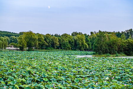 The scenery of China's Changchun Jingyuetan National Forest Park with blooming lotusの写真素材