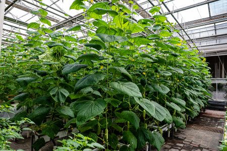 Garden cucumbers grown in a greenhouseの写真素材