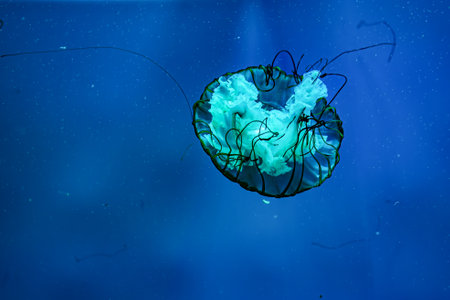 swimming jellyfishの写真素材