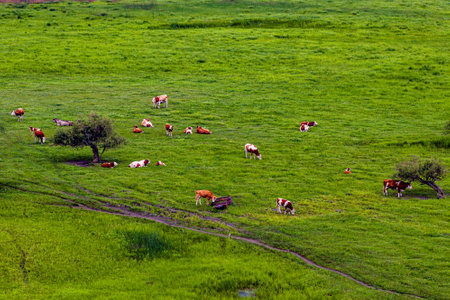 Ulanmaodu Grassland, Inner Mongolia,Chinaの写真素材
