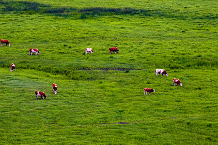 Ulanmaodu Grassland, Inner Mongolia,Chinaの写真素材