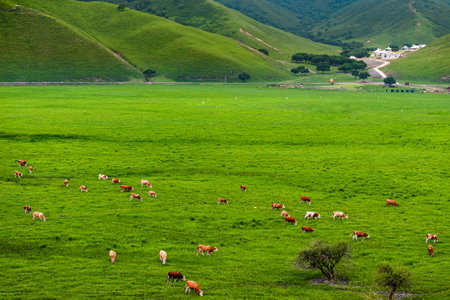Ulanmaodu Grassland, Inner Mongolia,Chinaの写真素材