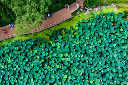 Lotus flowers bloom in Nanhu Park, Changchun, Chinaの写真素材