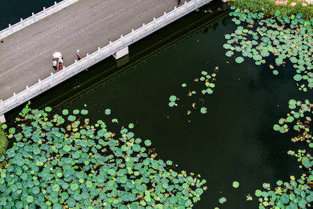 Lotus flowers bloom in Nanhu Park, Changchun, Chinaの写真素材