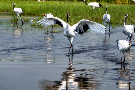 Red-crowned cranes dancing in the lakeの写真素材