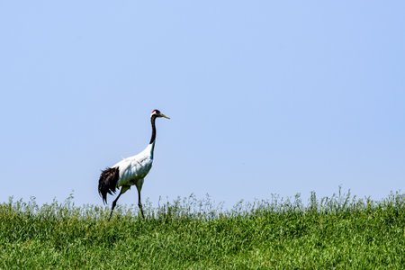 Red-crowned crane foragingの写真素材