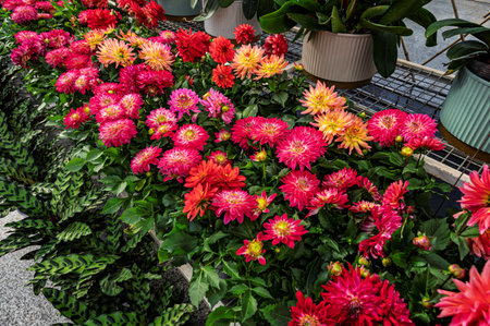 Chrysanthemum blooming in greenhouse in winterの写真素材