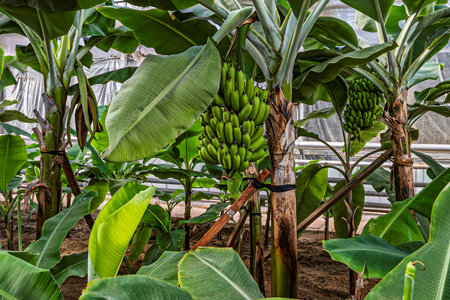 Banana grown in greenhouse in winterの写真素材