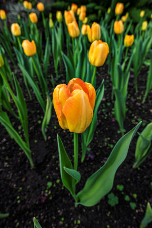 Tulip blooming in greenhouse in winterの写真素材