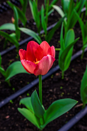 Tulip blooming in winter
