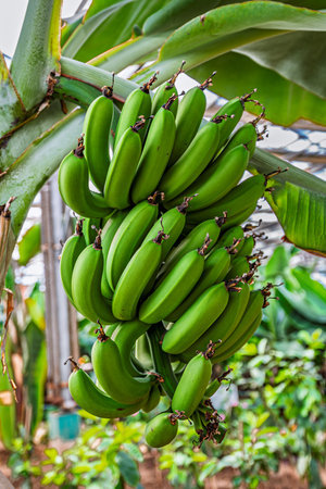 Banana grown in greenhouse in winterの写真素材