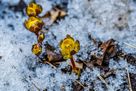 Early spring budding ice flower