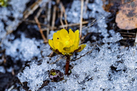 Early spring blooming ice flowerの写真素材