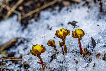 Early spring budding ice flower