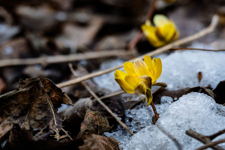 Early spring blooming ice flower