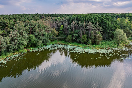 Black Pine Forest Scenic Area, Jingyuetan National Forest Park, Changchun, Chinaの写真素材