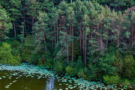 Black Pine Forest Scenic Area, Jingyuetan National Forest Park, Changchun, Chinaの写真素材